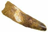 Fossil Spinosaurus Tooth - Feeding Worn Tip #345931-1